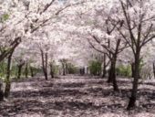 Mono no aware: sakura, nostalgia and transience